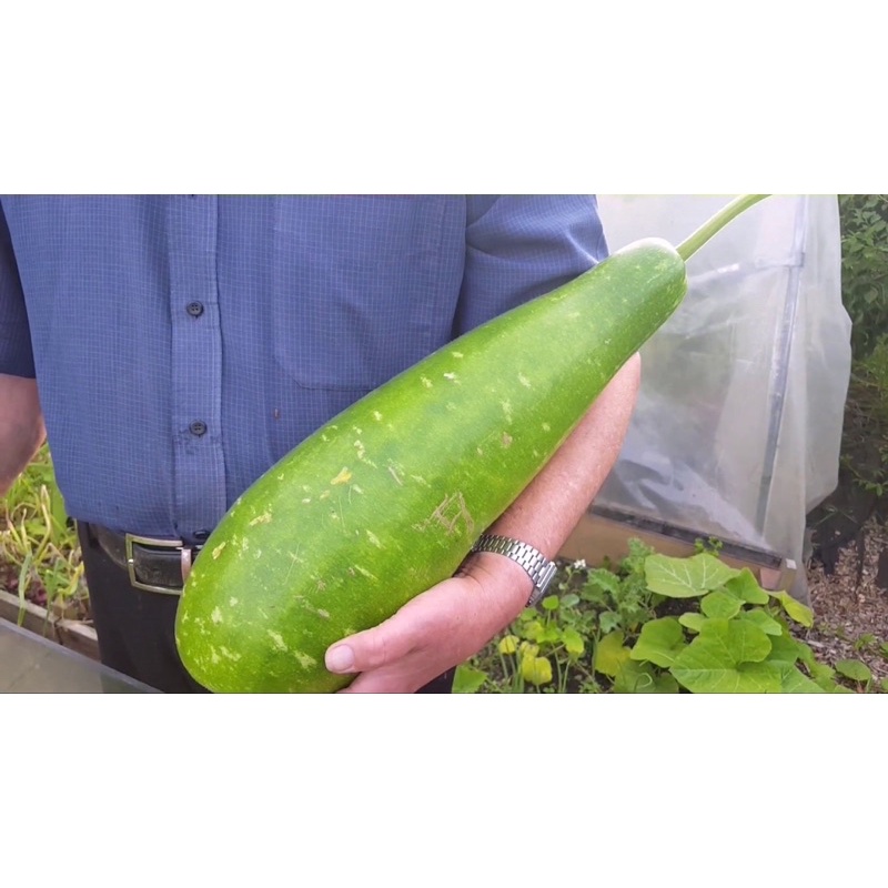 Hạt giống Bầu Sao Bốn Mùa F1 (Monsoon Botter Gourd) Nhập khẩu Thái Lan - 15 Hạt