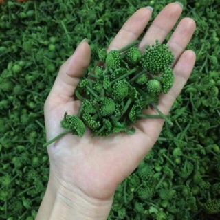 Hoa tam thất