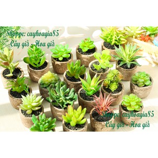 Cây giả - Chậu Sen đá (cả cây và chậu)