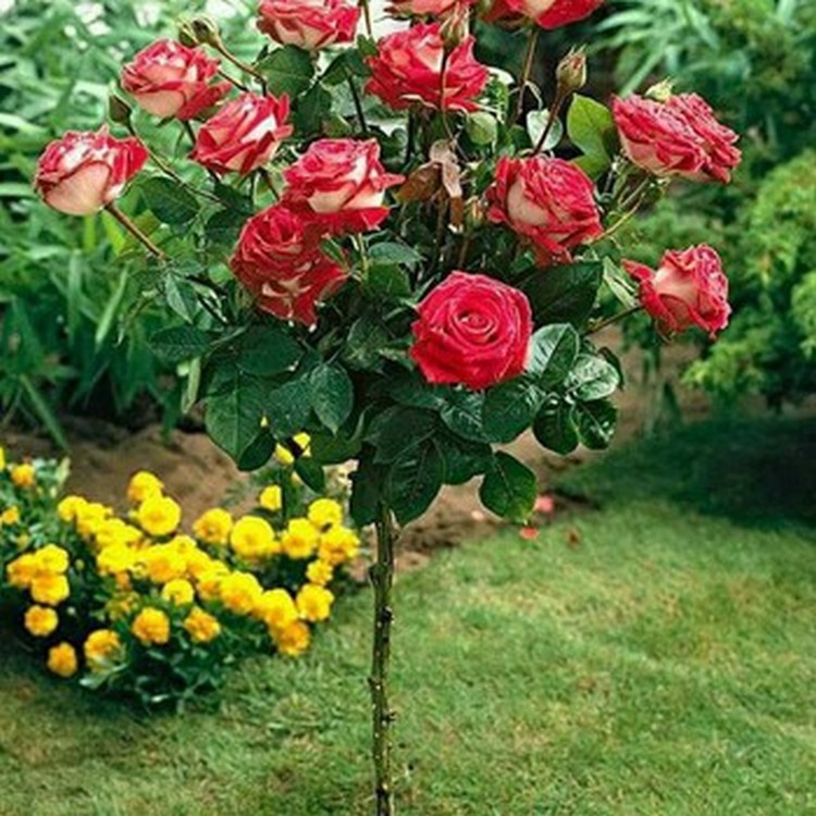 10 Hạt giống Hoa hồng Thân gỗ (tặng gói kích nẩy mầm và hướng dẫn)