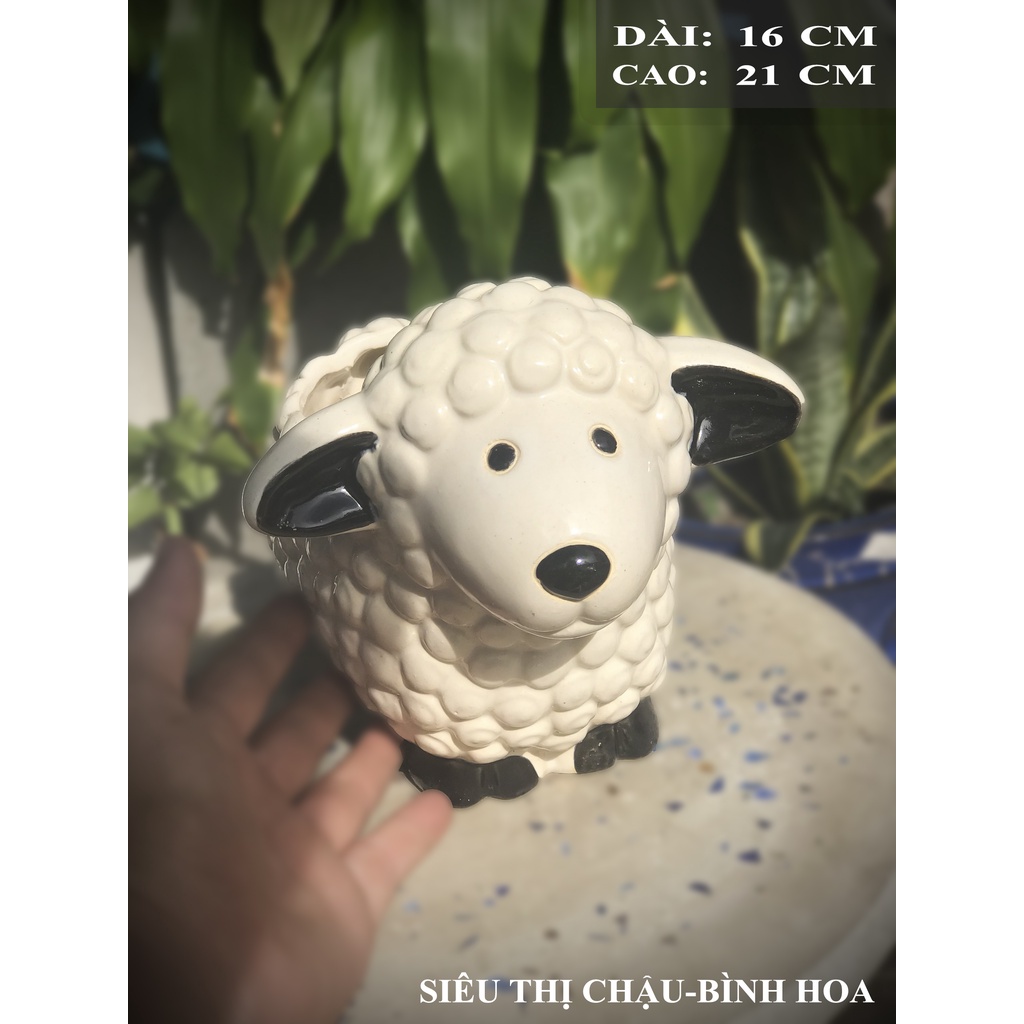 Chậu trồng sen đá, chậu cây tiểu cảnh, chậu tiểu cảnh mini - TCMTN-CỪU MEN TRẮNG NHỎ