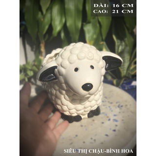 Chậu trồng sen đá, cây tiểu cảnh, tiểu cảnh mini - tcmtn-cừu men trắng nhỏ