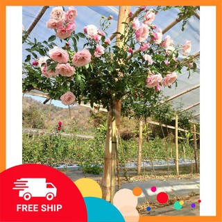 10 Hạt giống Hoa hồng thân gỗ (tặng gói Kích nẩy mầm và Hướng dẫn) KHUYẾN MẠI TRONG NGAY
