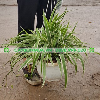 [CAYBONMUA.VN] Cỏ Lan Chi [BỊCH ĐEN] Cao 25-35cm