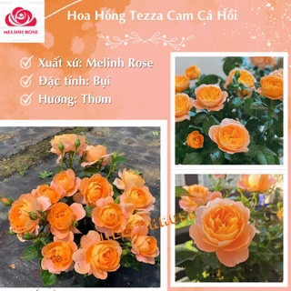 Hoa Hồng Tezza Cam Cá Hồi và Tezaa tím[cực hót]Hồng Tezza là loại hoa hồng bụi, Cây Hoa Hồng Tezza Cam Cá Hồi