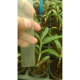 Combo 10 cốc giả hạc, phi điệp gieo hạt