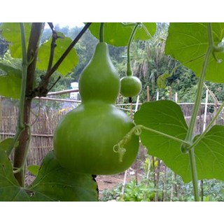 Hạt giống Bầu hồ lô - Rau củ quả trồng tại vườn, sân thượng, nông trang, ban công