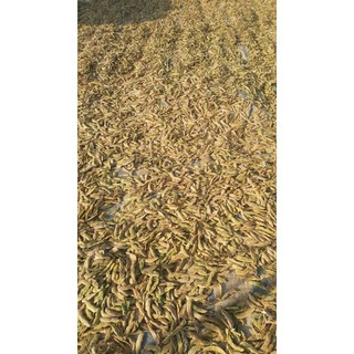 Hạt Đậu Ngự 0.5kg