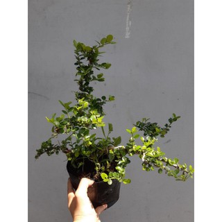 cây sam trái bonsai mini