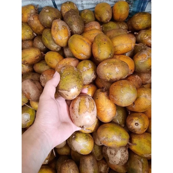 Cóc chín cây ngon ngọt
