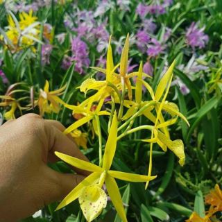 Nữ hoàng bóng đêm cây giống