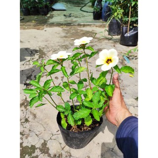 [Cây cho hoa] Đông hầu ( Dừa kem - dừa vàng ) - Trang Flowers