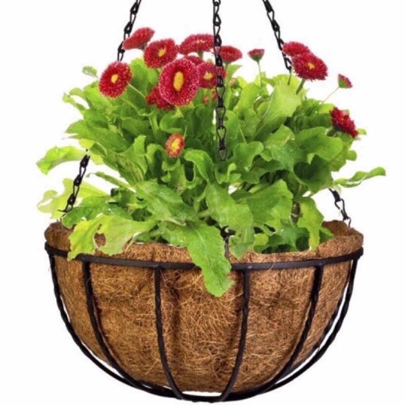 Chậu treo xơ dừa trồng cây, trang trí cực xinh