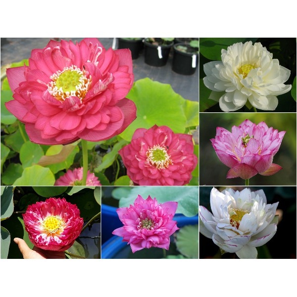 Hạt giống Sen Bách diệp trăm cánh Thái Lan super lotus( Sen quan âm nhiều cánh)