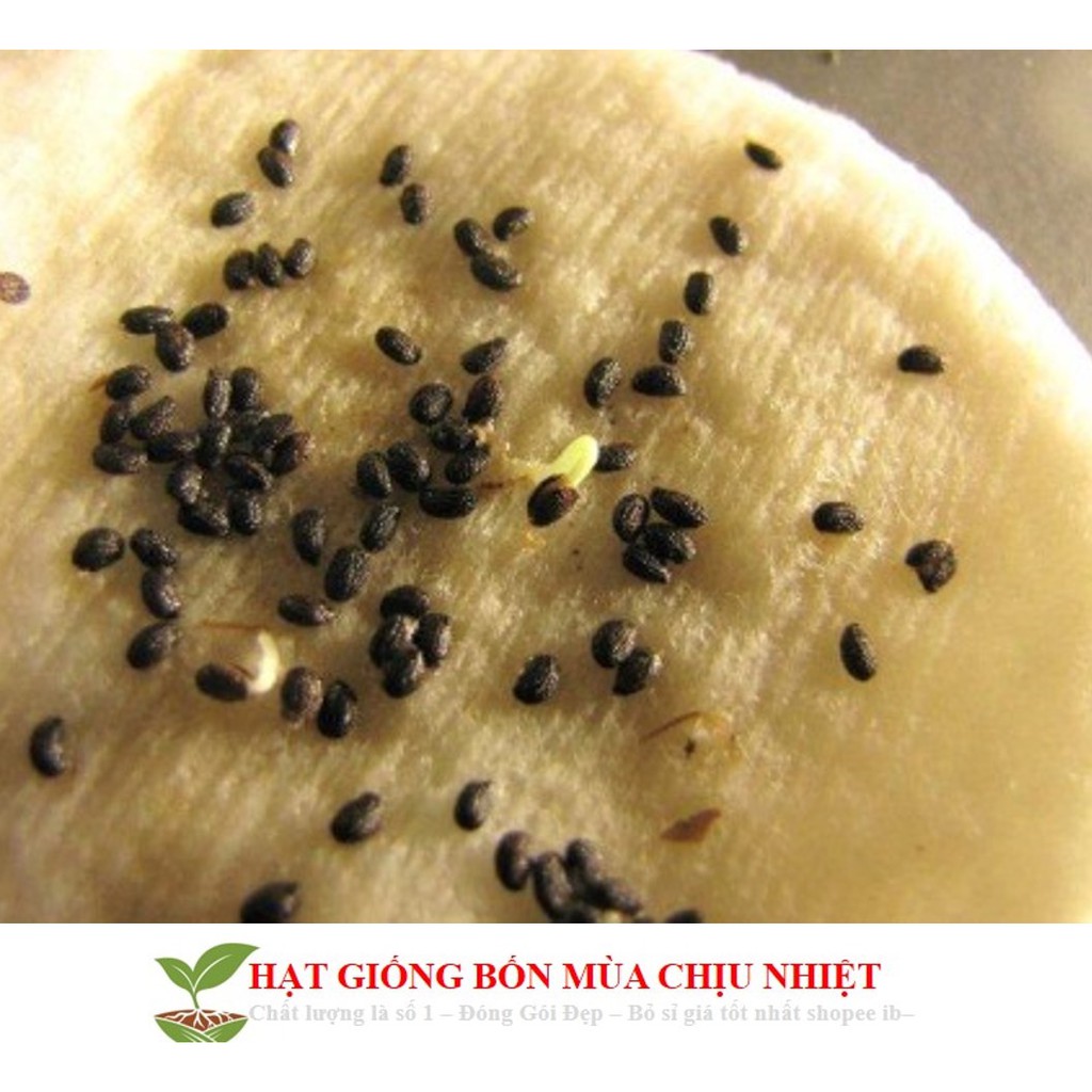 Hạt Giống Cây Kiwi nùn F1 (20 Hạt) - [TRỒNG BỐN MÙA] - Giàu Vitamin,Bổ Dưỡng,Tốt Cho Da