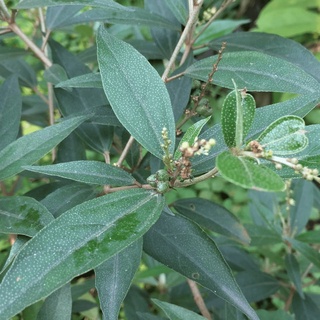 Cây khổ sâm cho lá - cây giống