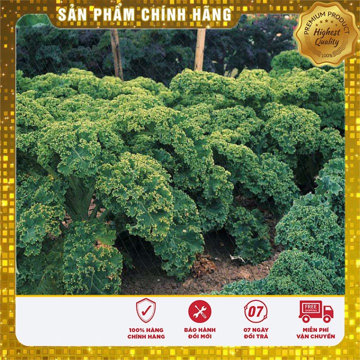 Hạt Giống Rau cải xoăn xanh Kale 20 hạt