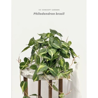 Trầu bà | Philodendron Brasil