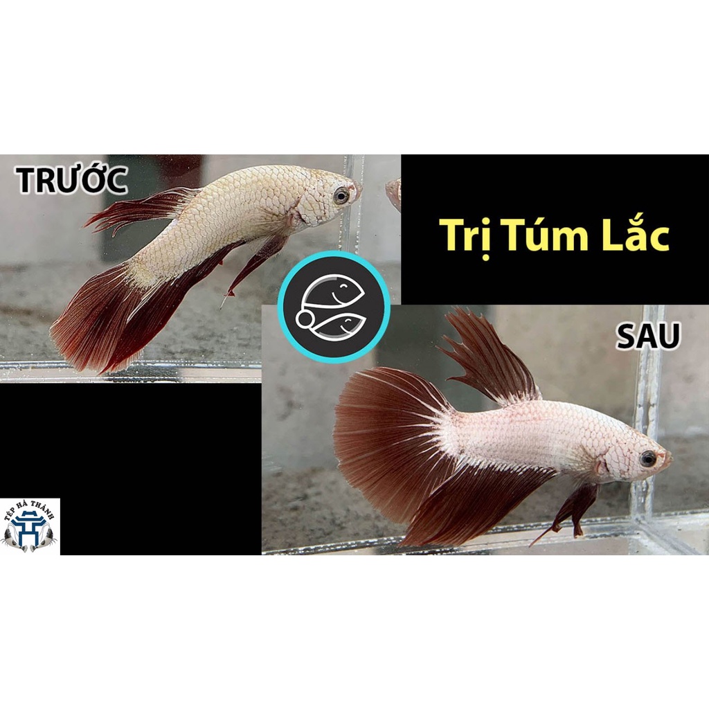 ParaKill &amp; Anti Stress Dưỡng Cá và Phòng Các Loại Nấm Cho Cá Cảnh