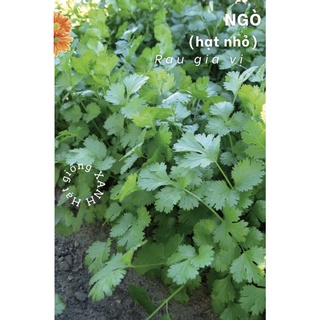 Hạt giống ngò hạt nhỏ gói 20gr