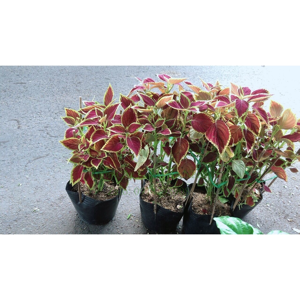 Chậu Cây Lá Gấm