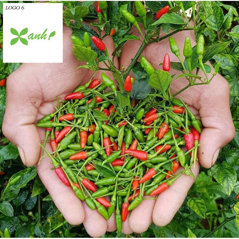 Hạt giống Ớt Xiêm (0.4g)