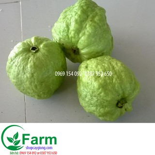 cây ổi nữ hoàng