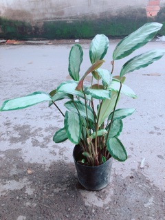 Đuôi Công Trắng