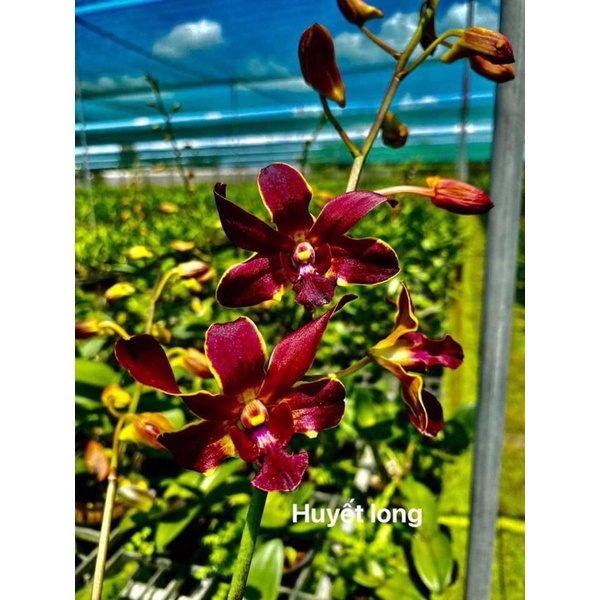 Cây hoa lan tím cô dâu, so nha