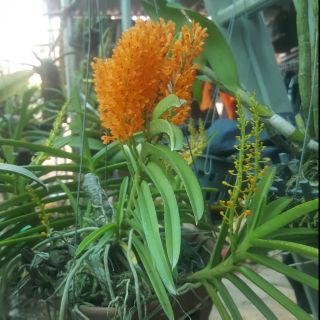 Phong lan hỏa hoàng cam