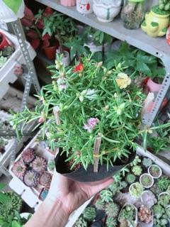 Hoa Mười Giờ Mỹ