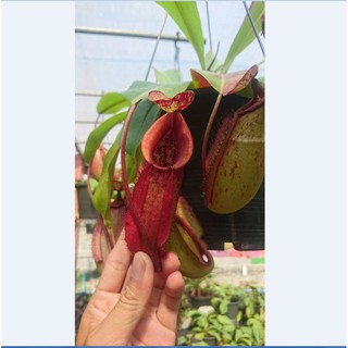 Hạt giống cây bắt mồi nắp ấm ( Gói 10 hạt )  ( ĐẢM BẢO CHUẨN HẠT NẮP ẤM ) - STHG2