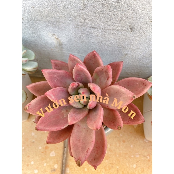 sen đá sỏi hoa đào thụ sz 12-15cm