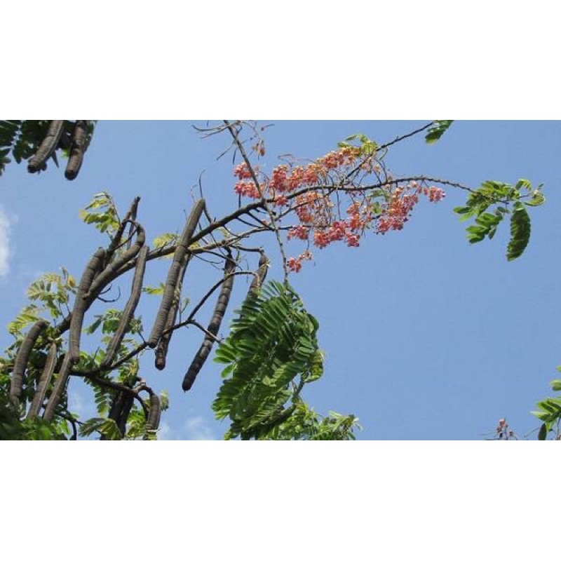 Cây Ô Môi miền tây siêu trái