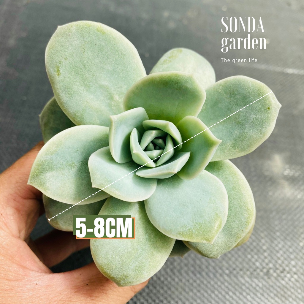 Sen đá hồng hà lan lá lớn SONDA GARDEN size bé 5-8cm, cây cảnh trang trí nhà cửa, lỗi 1 đổi 1