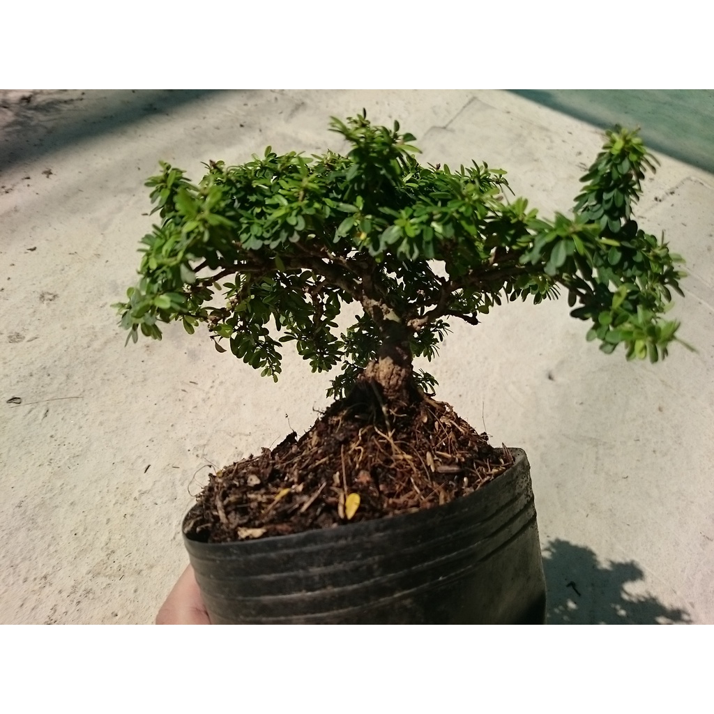 Cây Linh Sam Bonsai - cây cảnh bonsai