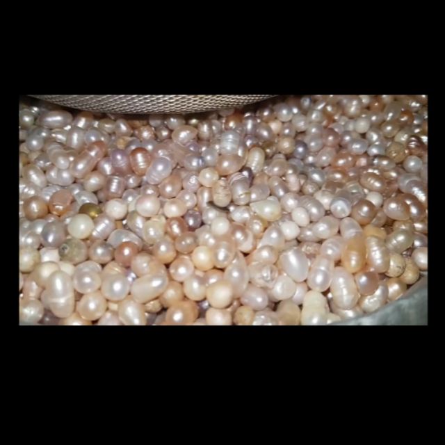 100g hạt NTr nguyên ri