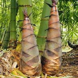 cây giống MĂNG BÁT ĐỘ VÂU LỚN - cây giống gửi đi nguyên vầu, phát triển cực nhanh, năng suất cao, giá tri kinh tế lớn