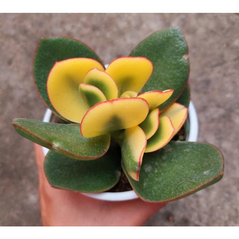 Sen đá Thạch Bích Var size trung - Hư 1 đổi 1- Cây cảnh trang trí- HOA ĐÁ shop