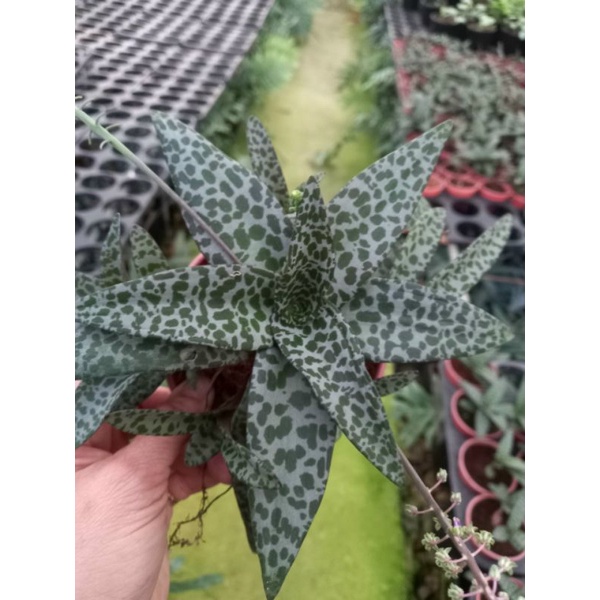 Chậu cứng Silver squill