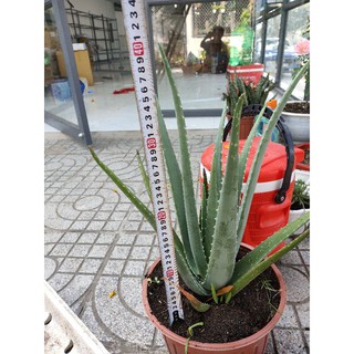 Nha đam Mỹ cây giống từ 25 đến 30 cm