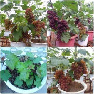 Hạt giống nho lùn đen 20 hạt