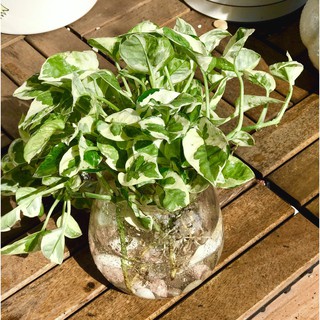 Chậu thuỷ tinh cây trầu bà Cẩm Thạch thuỷ canh tặng kèm đá trang trí