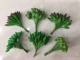 Nụ lan bướm- nụ hoa lan