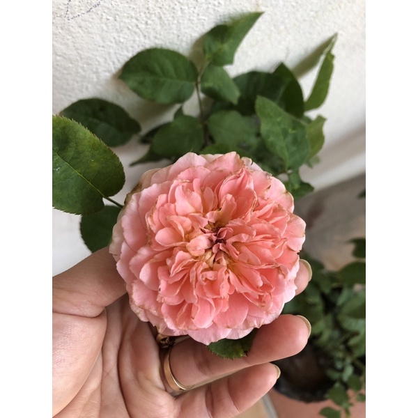 Sỉ 1 cây hoa hồng leo moncour hồng dễ thương dễ trồng