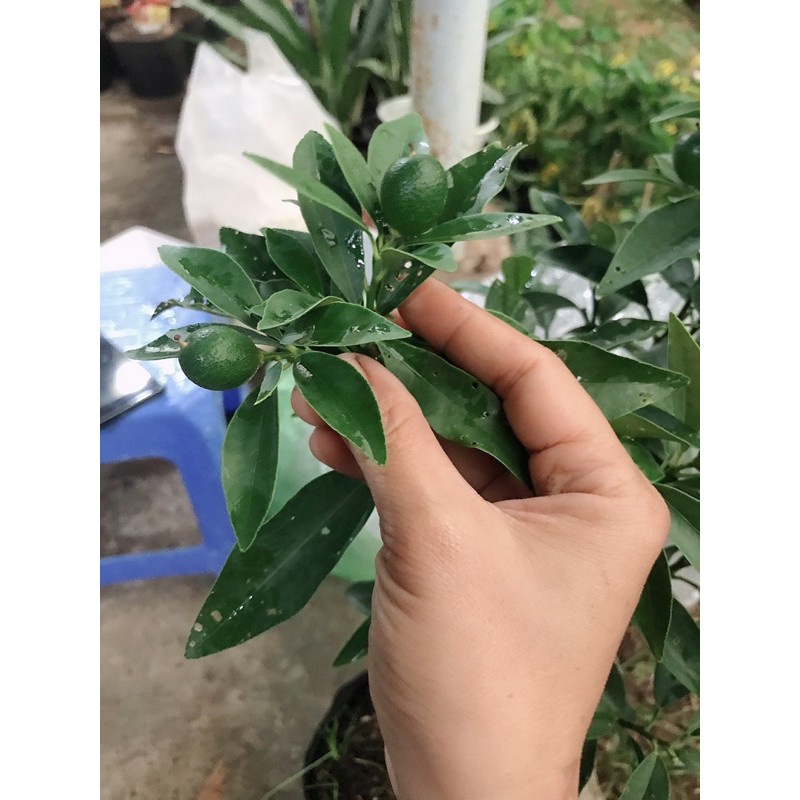 Caykiengsadec - tắc ngọt + tặng phân bón