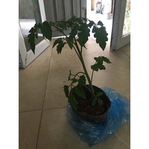 Cây cà chua đang hoa và quả