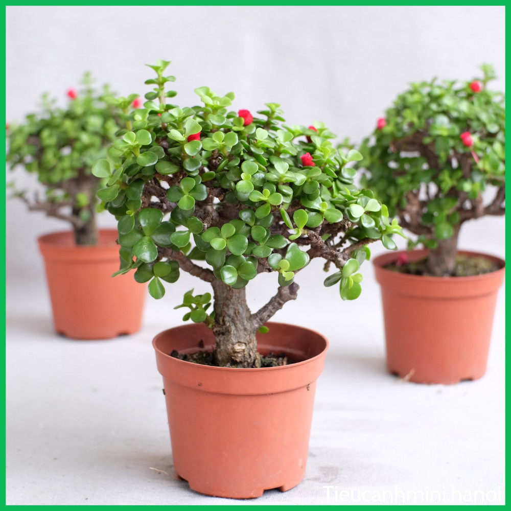 Cây Ngọc Bích Đô La mini Bonsai để bàn ,trang trí nội thất, cây cảnh văn phòng