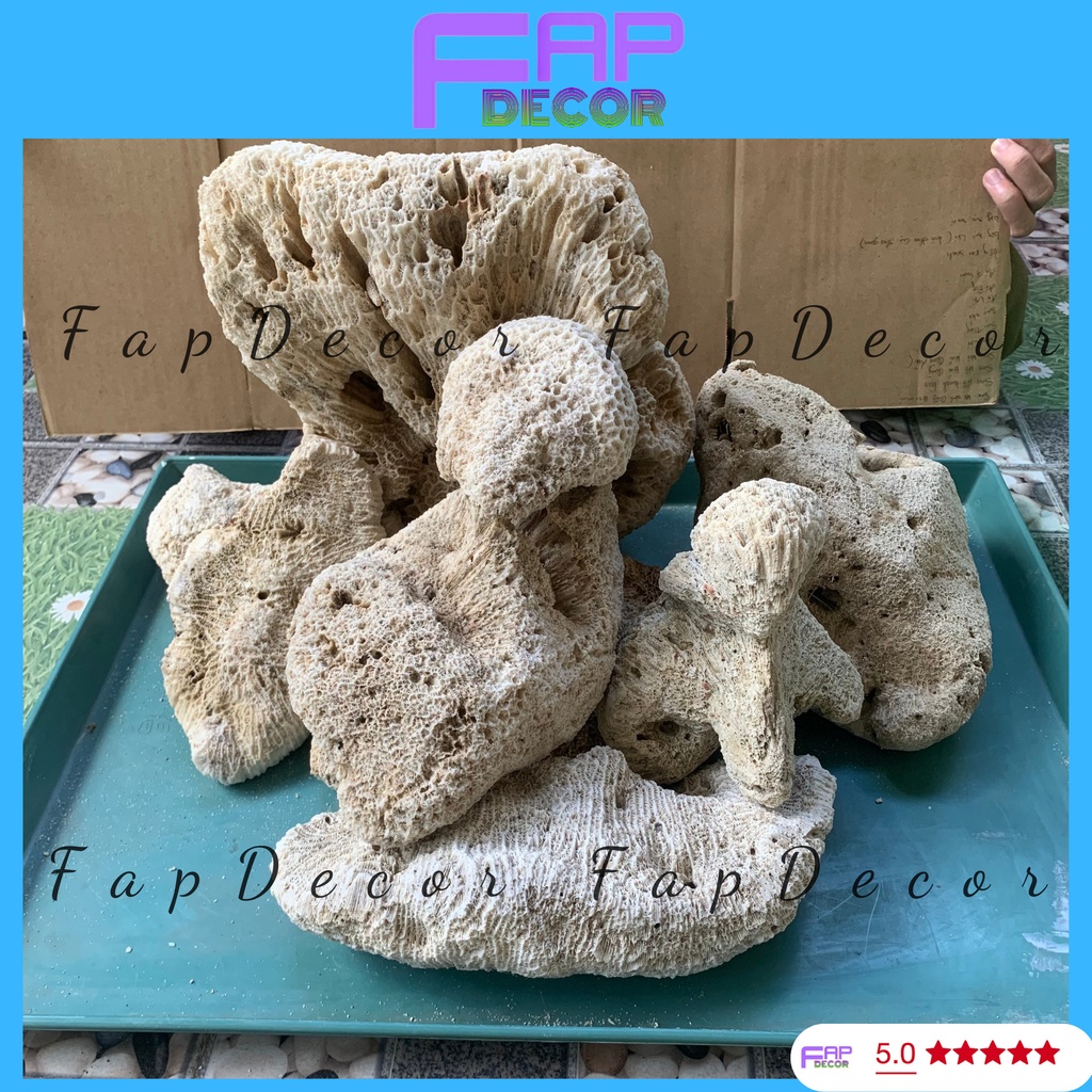 ĐÁ THỦY SINH CÓ VÂN LỖ TRANG TRÍ BỂ CÁ TRANG TRÍ THỦY SINH HÀNG ĐẸP - FAPDECOR
