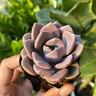 SEN ĐÁ DÂU TÍM GIỐNG MỚI 4-6cm